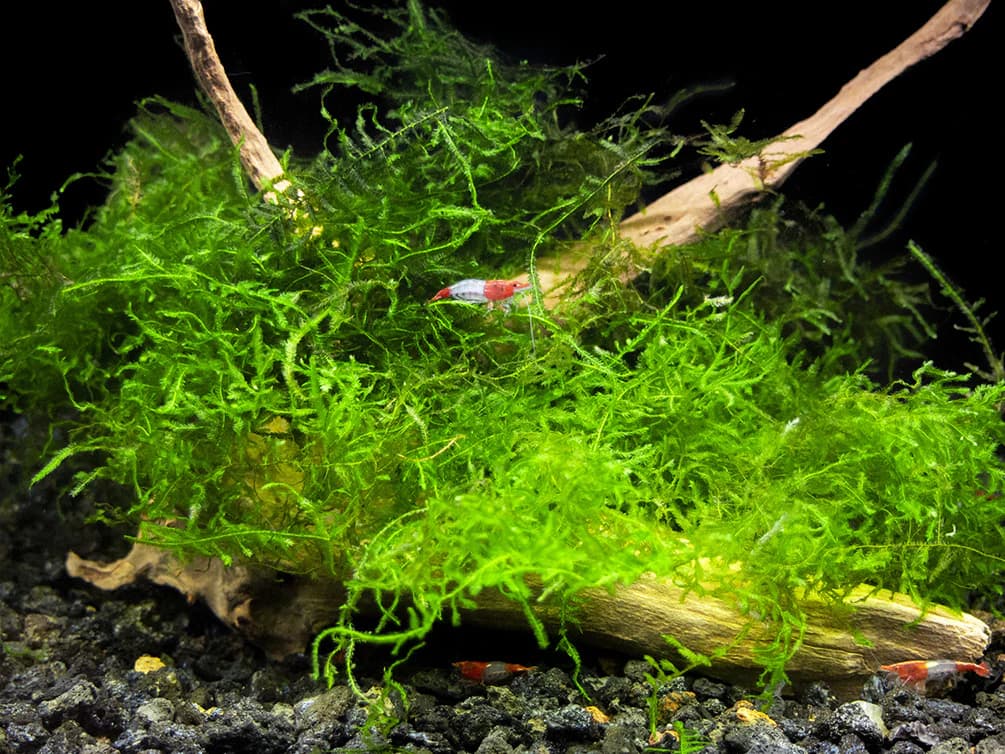 Java Moss aquarium plant