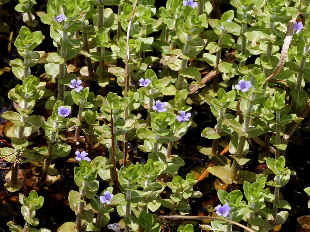 Lemon Bacopa aquarium plant