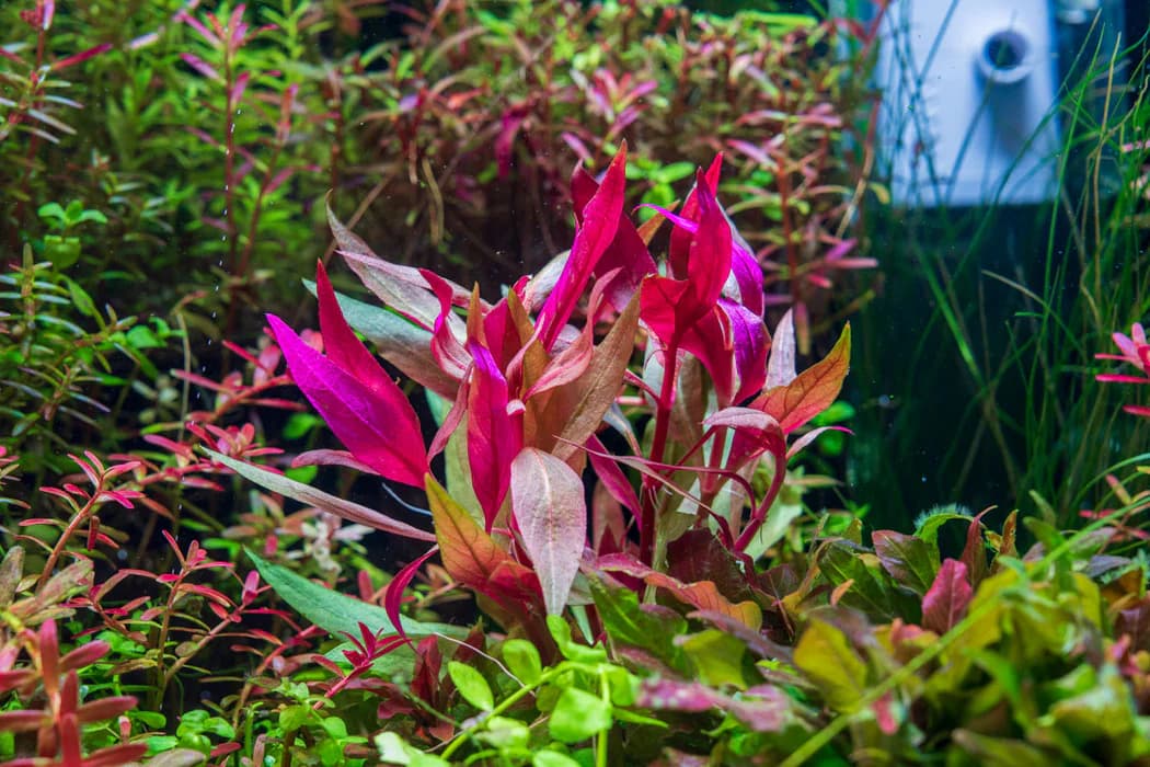 Lilacina AR aquarium plant