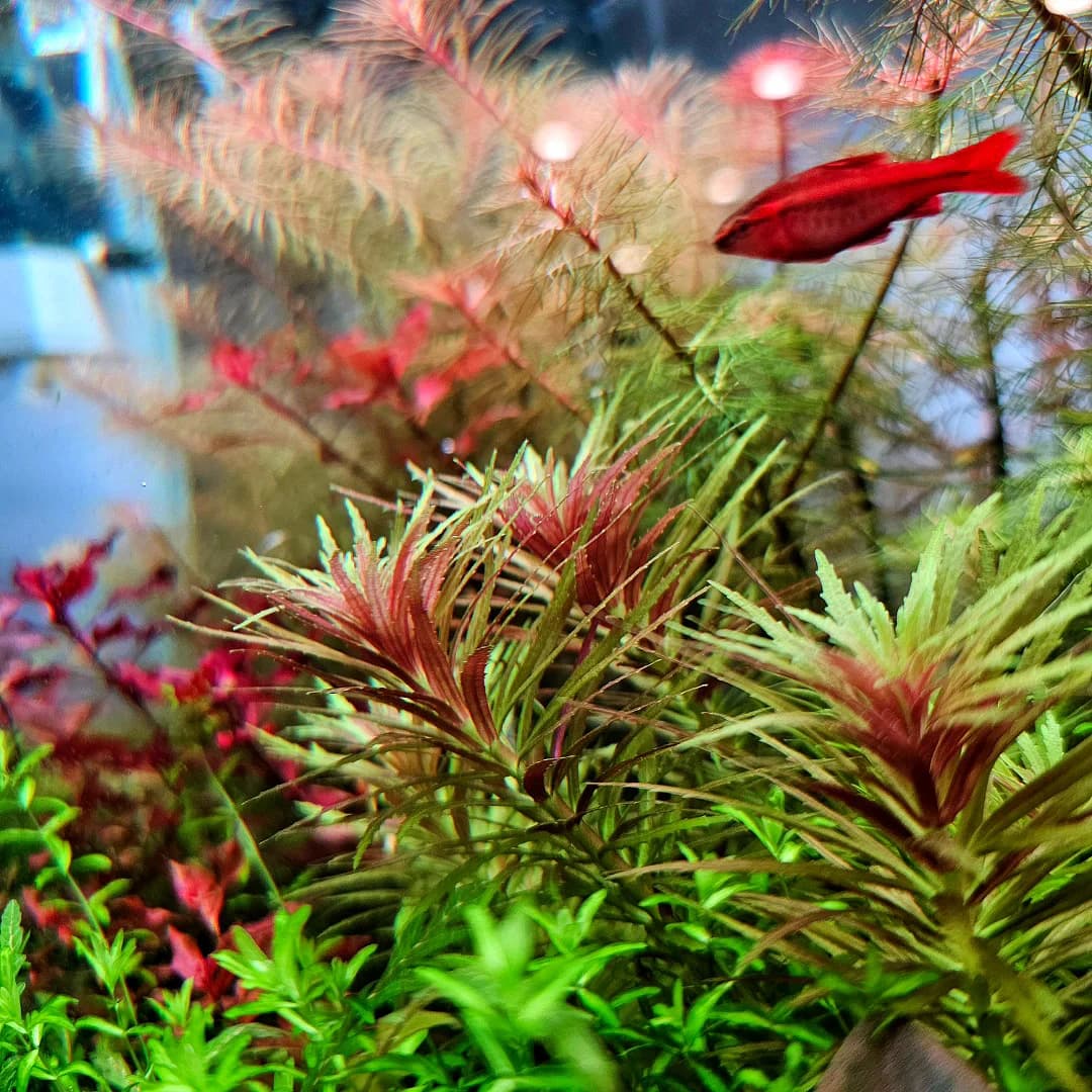Limnophila Aromatica aquarium plant