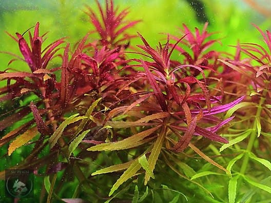 Limnophila Belem aquarium plant