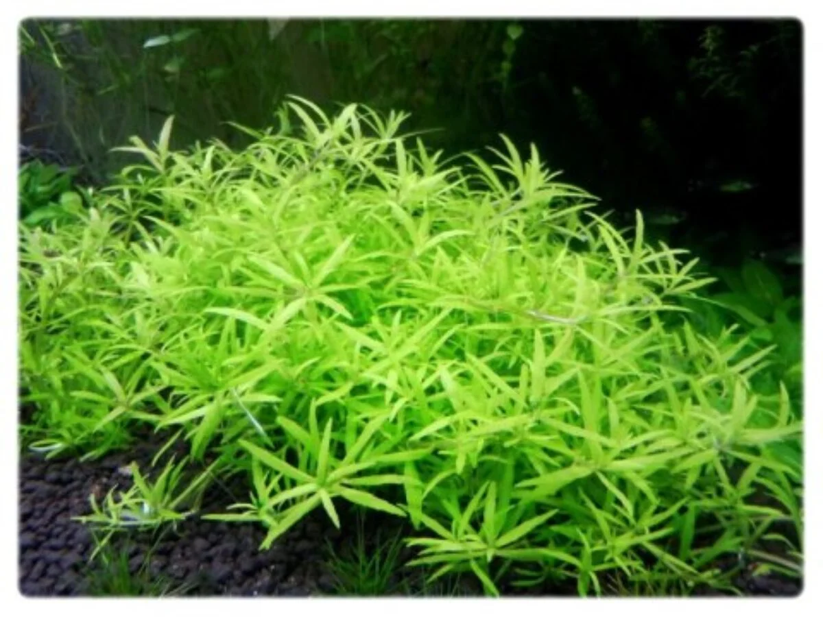 Limnophila Vietnam Mini aquarium plant