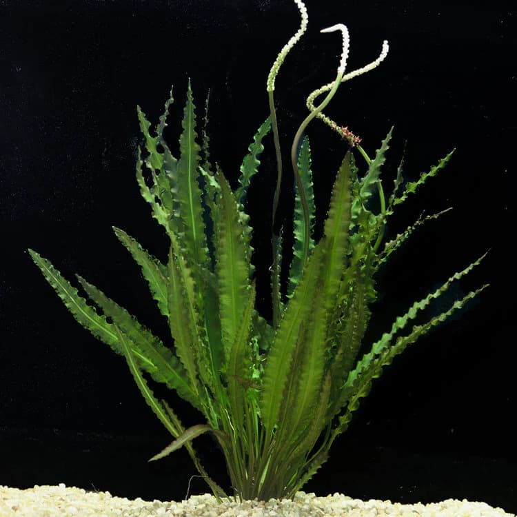 Longiplumulosus Aponogeton aquarium plant