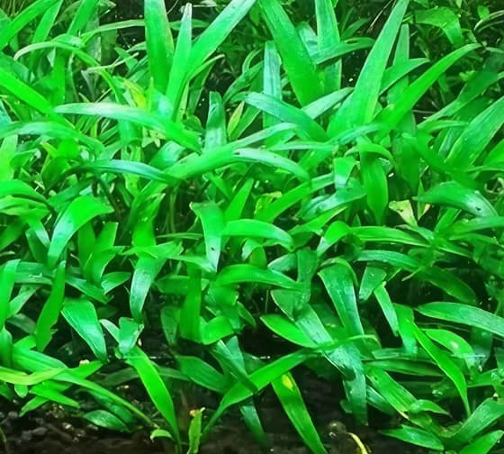 Lucens Crypt aquarium plant