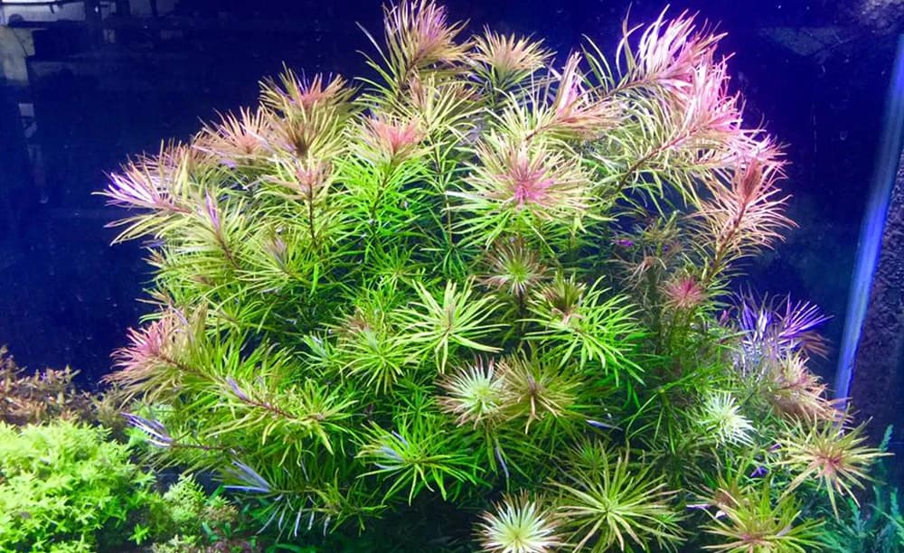 Ludwigia Cuba aquarium plant