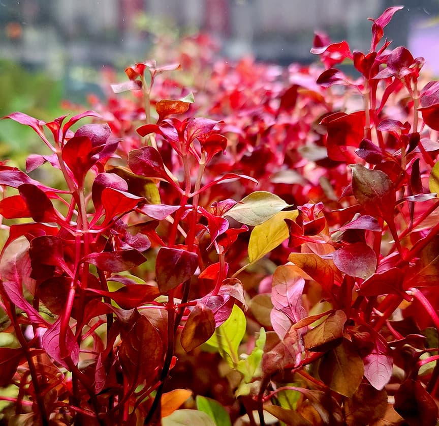 Ludwigia Super Red aquarium plant