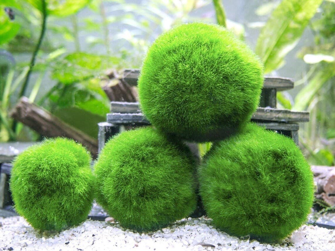 Marimo Moss Balls aquarium plant