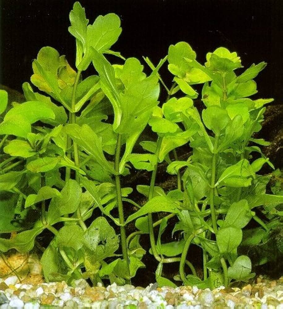 Mexican Oakleaf aquarium plant