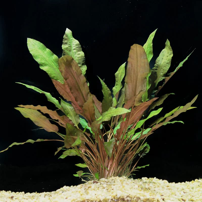 Mi Oya Crypt aquarium plant