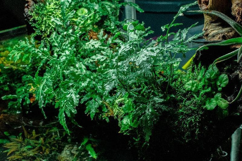 Mini Bolbitis aquarium plant