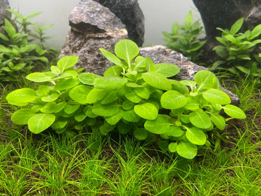 Mini Cardinal Plant aquarium plant
