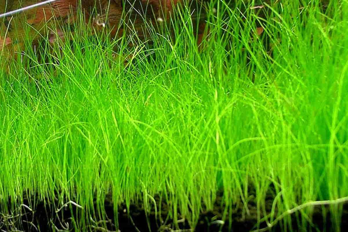 Mini Hairgrass aquarium plant