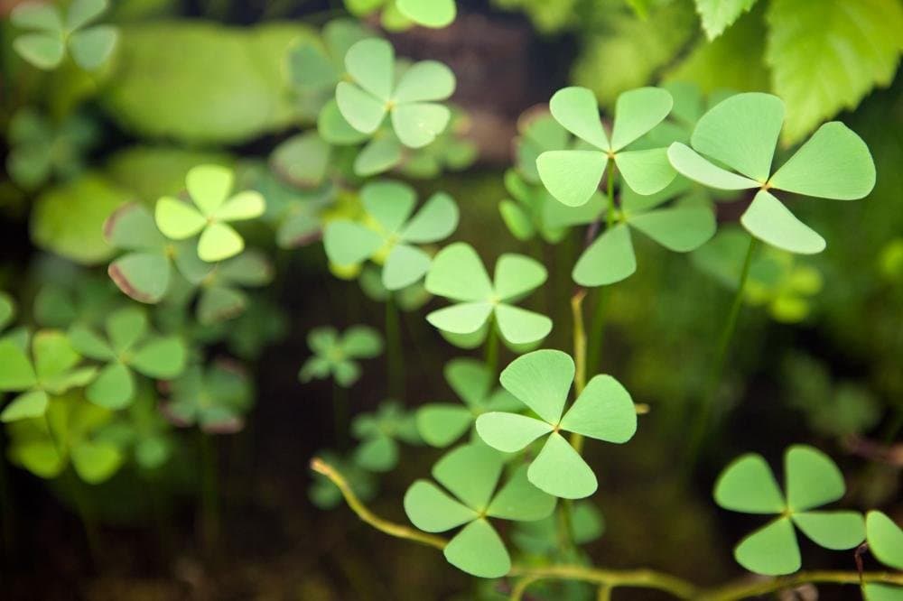 Mini Water Clover aquarium plant