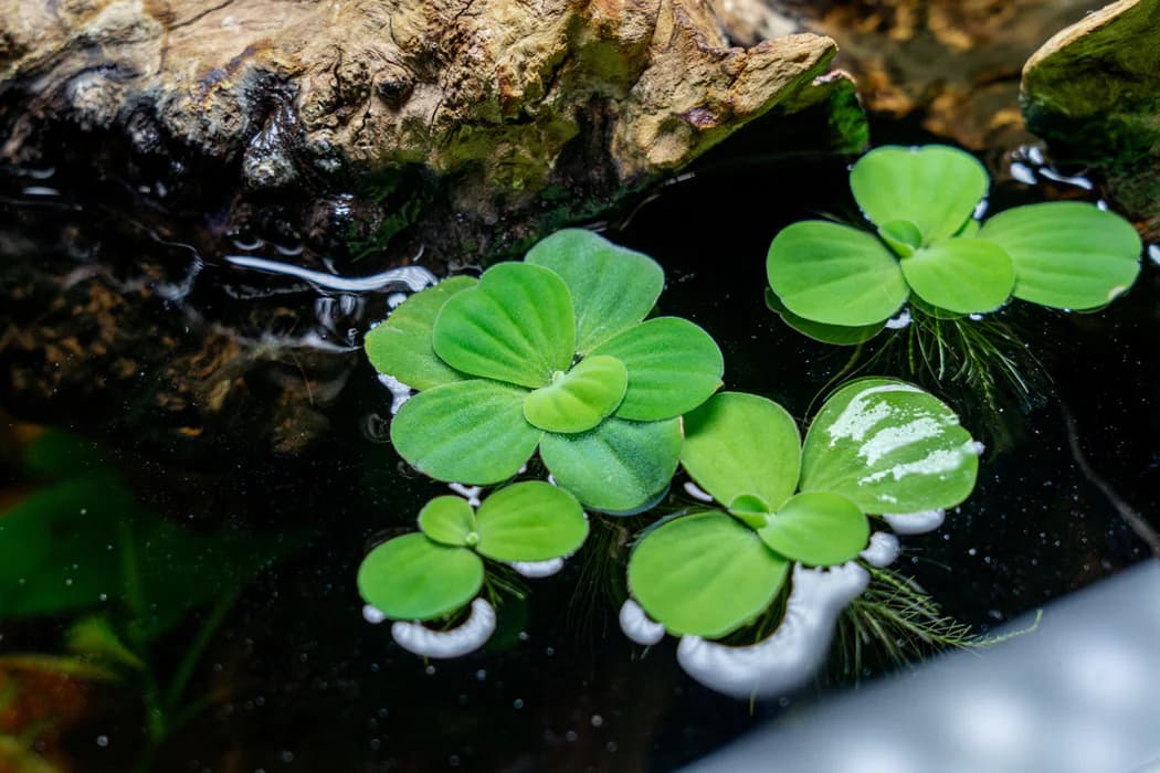 Mini Water Lettuce aquarium plant