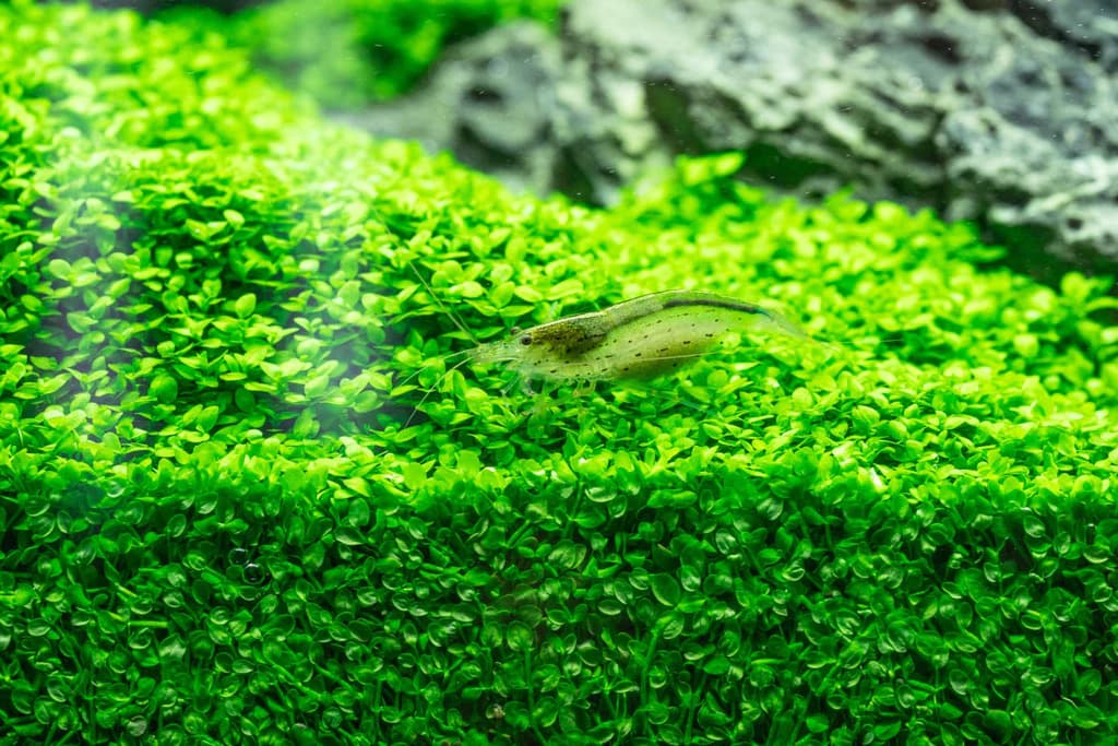 Monte Carlo aquarium plant