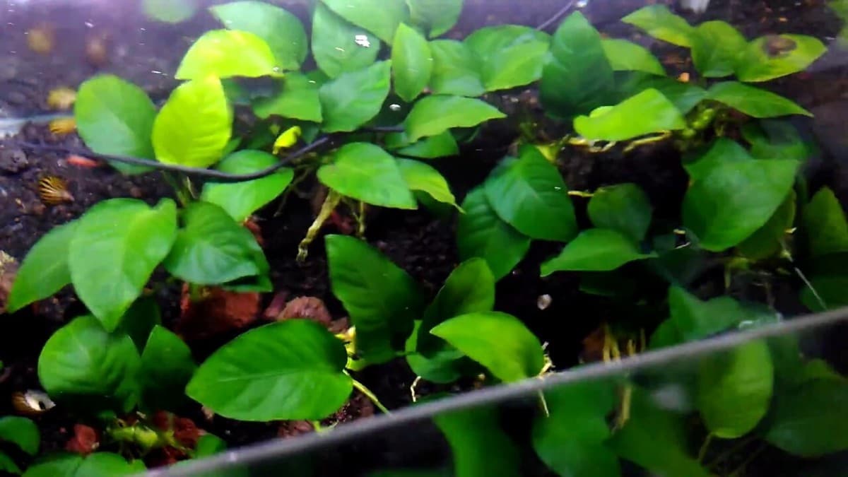 Narrow Leaf Anubias aquarium plant
