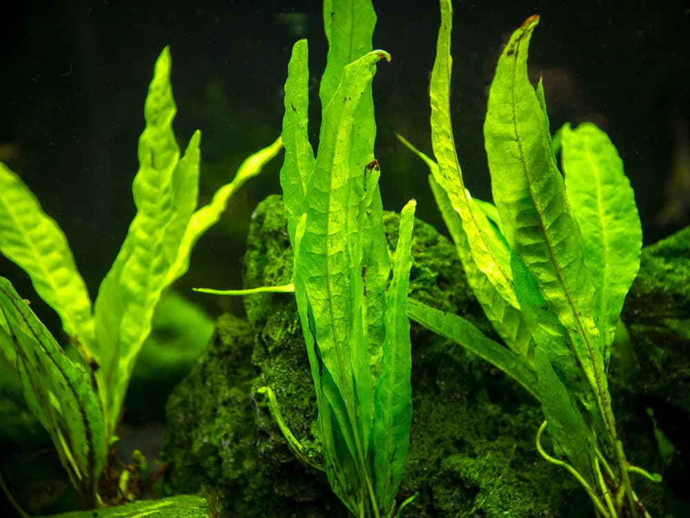 Narrow Leaf Java Fern Mini aquarium plant