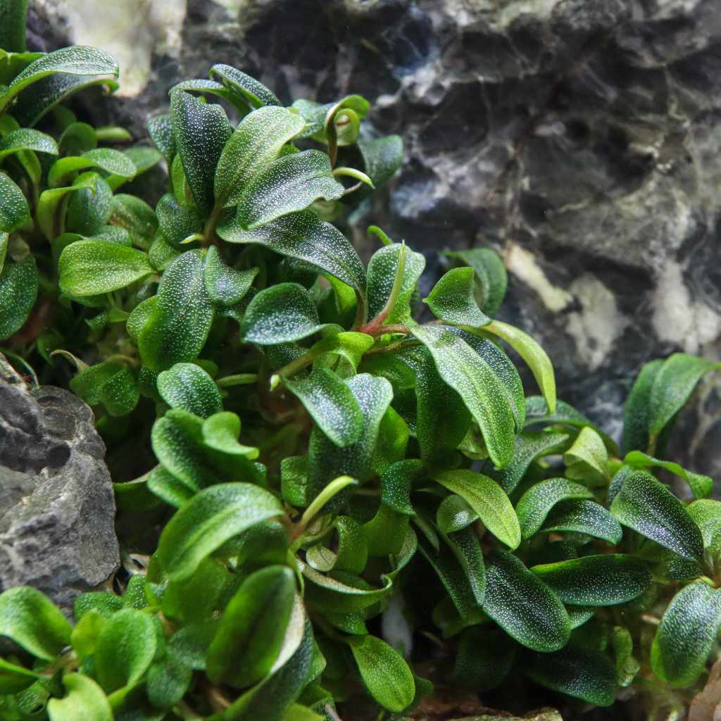 Needle Leaf Buce aquarium plant