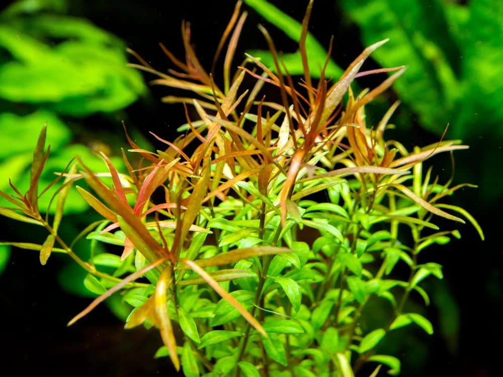 Needle Leaf Ludwigia aquarium plant