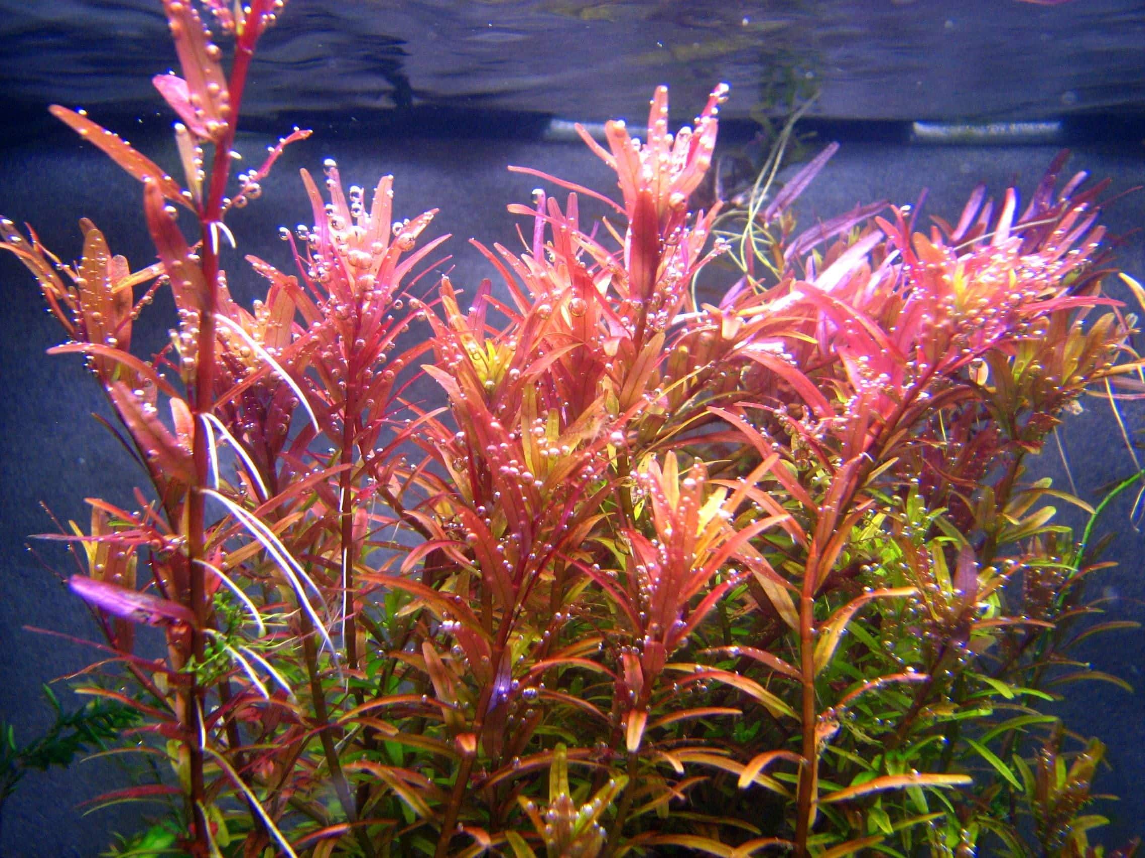 Orange Juice Rotala aquarium plant