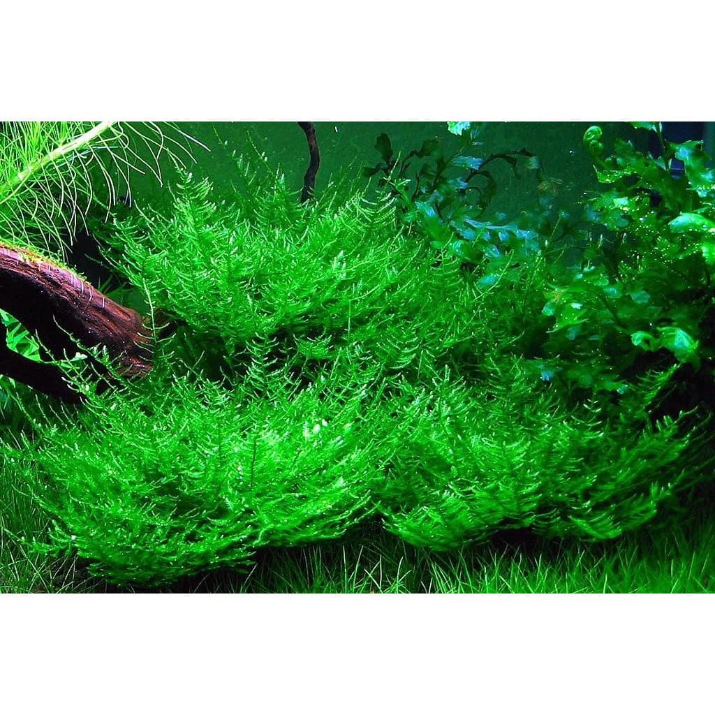 Peacock Moss aquarium plant