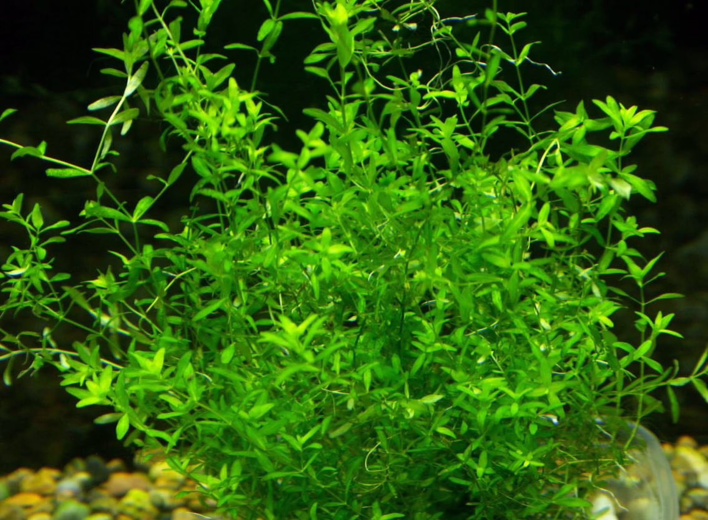 Pearl Weed aquarium plant