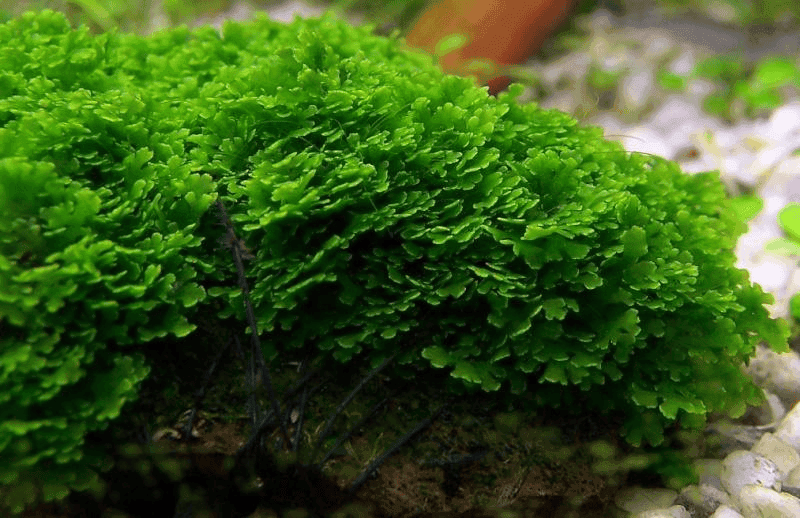 Pellia aquarium plant