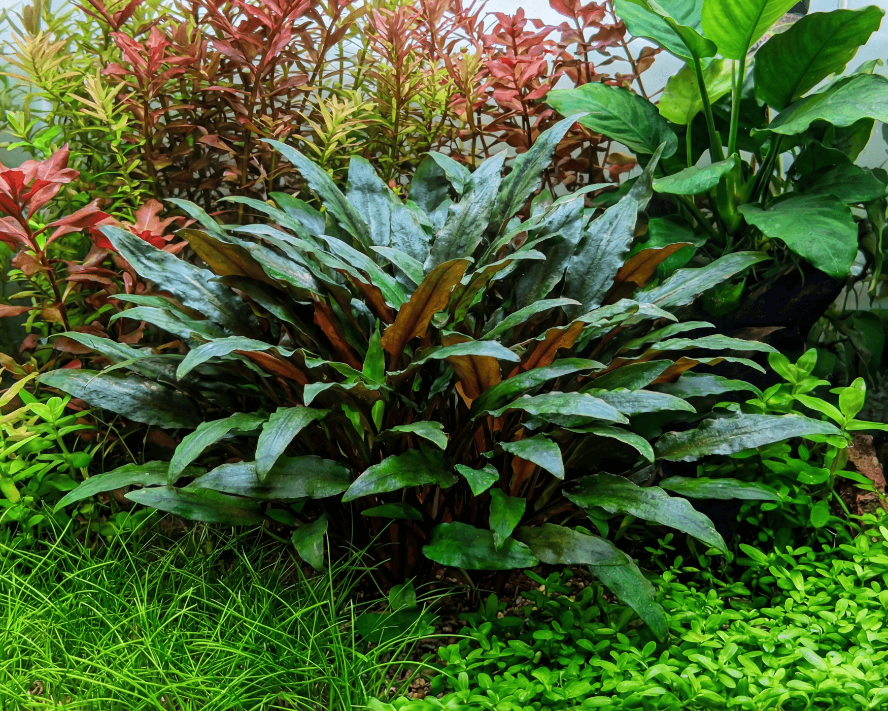 Petchii Crypt aquarium plant
