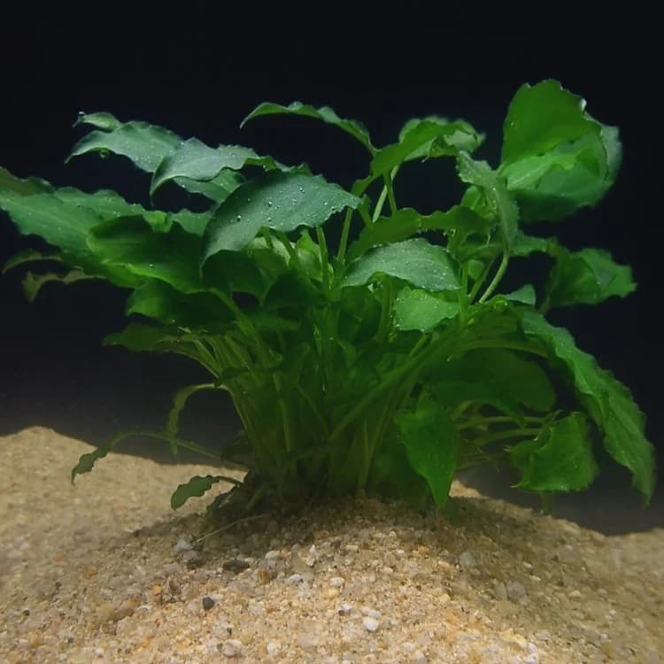 Philippine Anubias aquarium plant