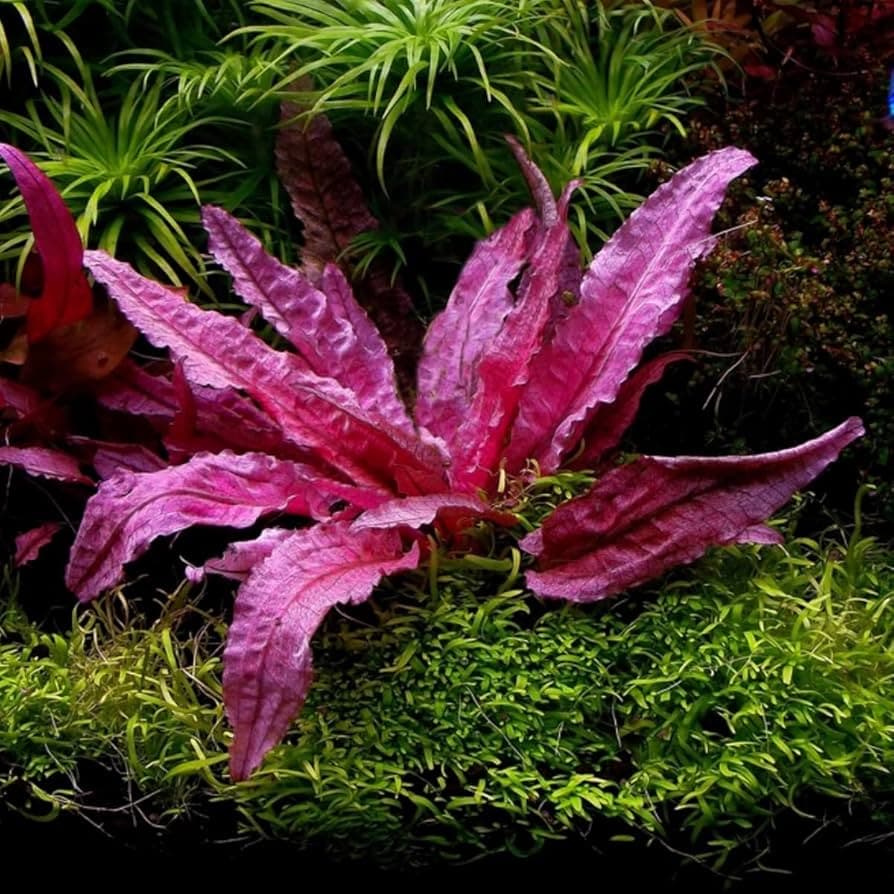 Pink AR aquarium plant