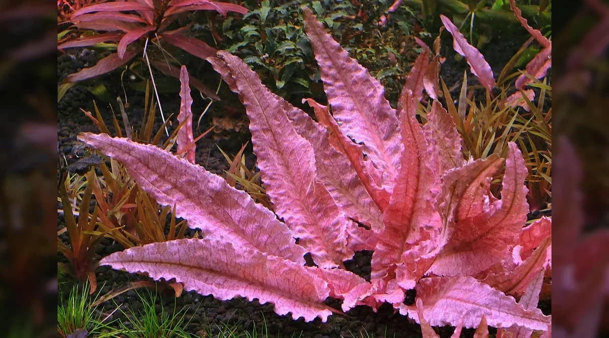 Pink Panther Crypt aquarium plant