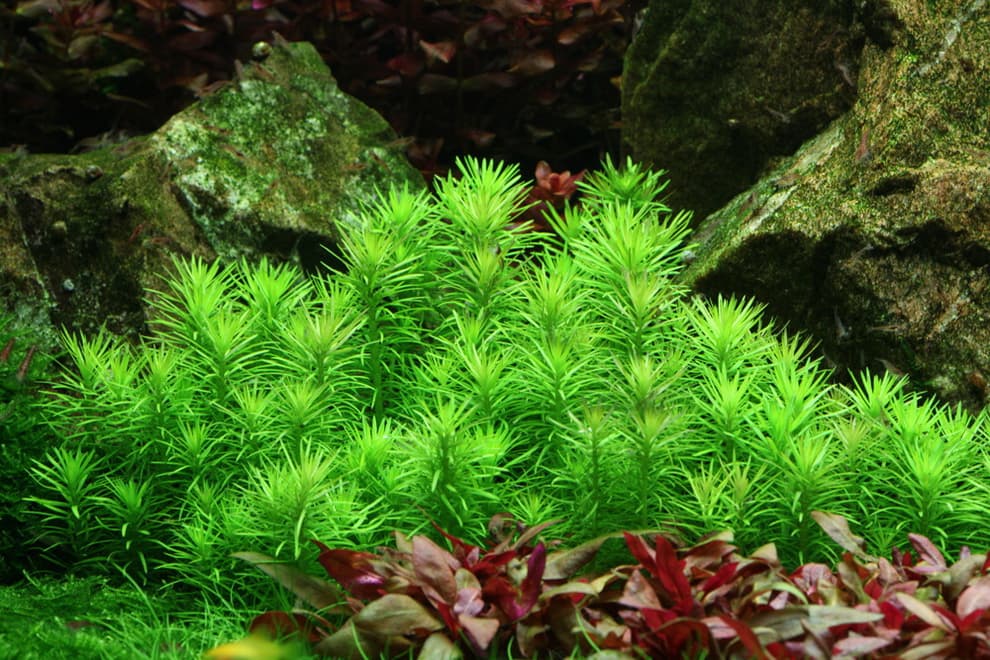 Pogostemon Erectus aquarium plant