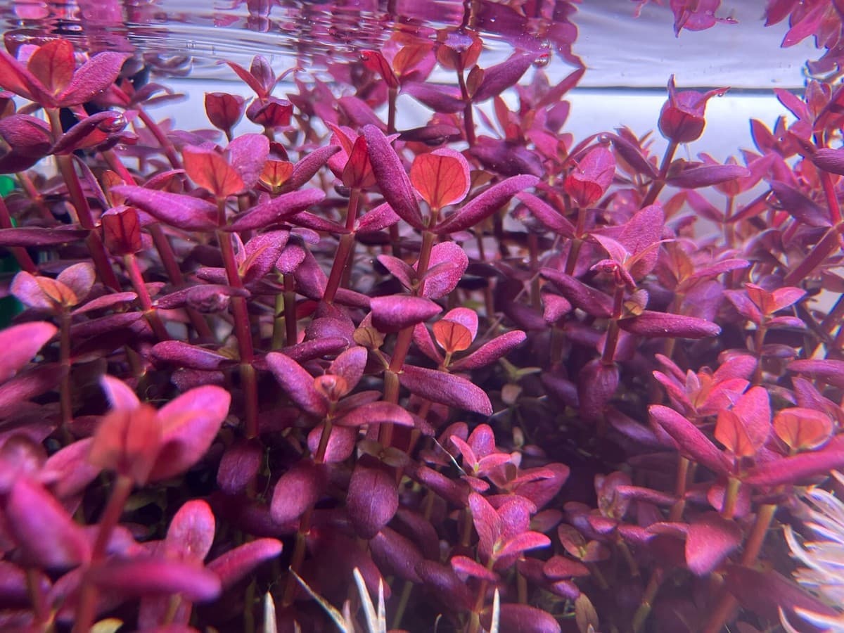 Purple Bacopa aquarium plant