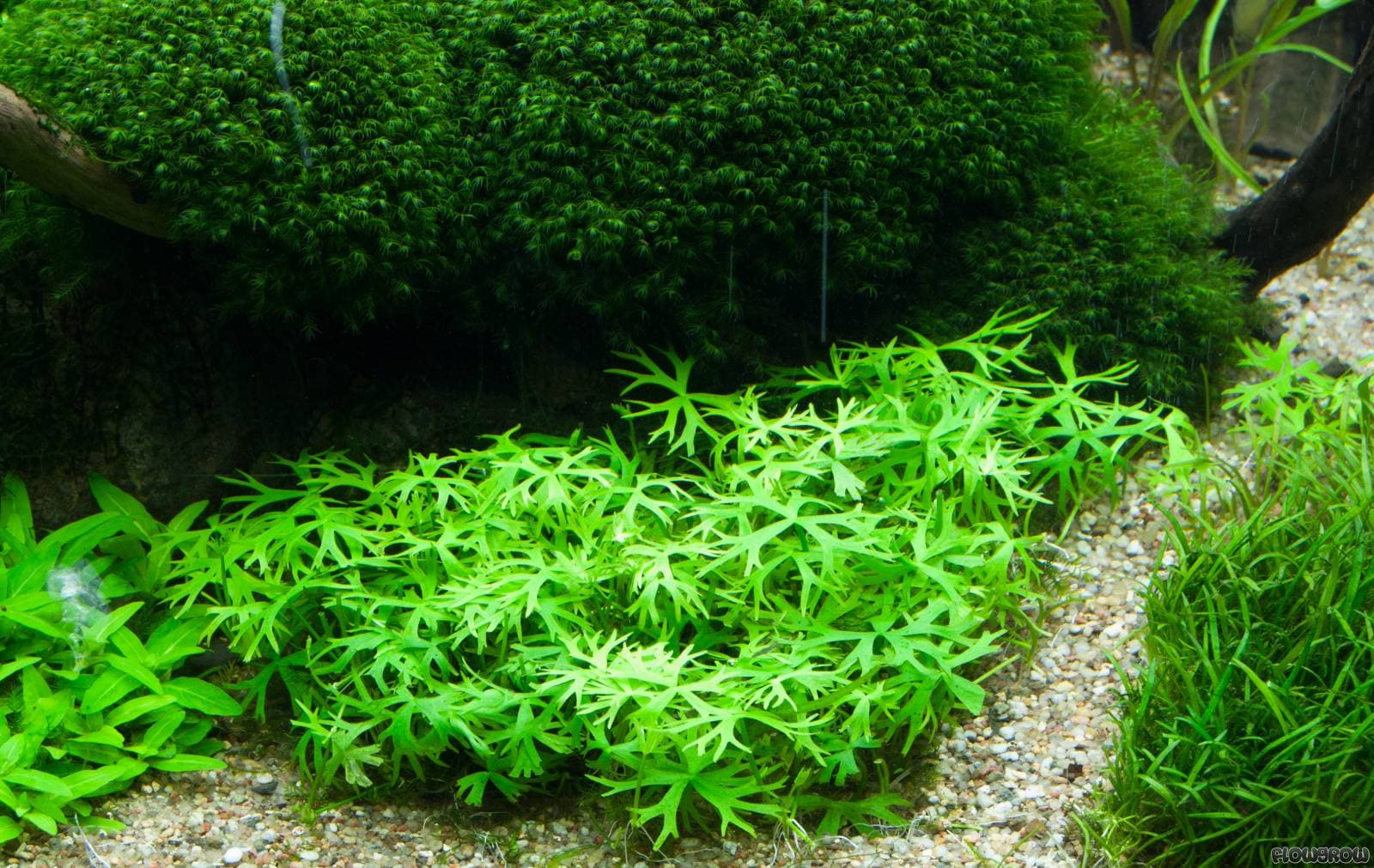 Ranunculus Inundatus aquarium plant