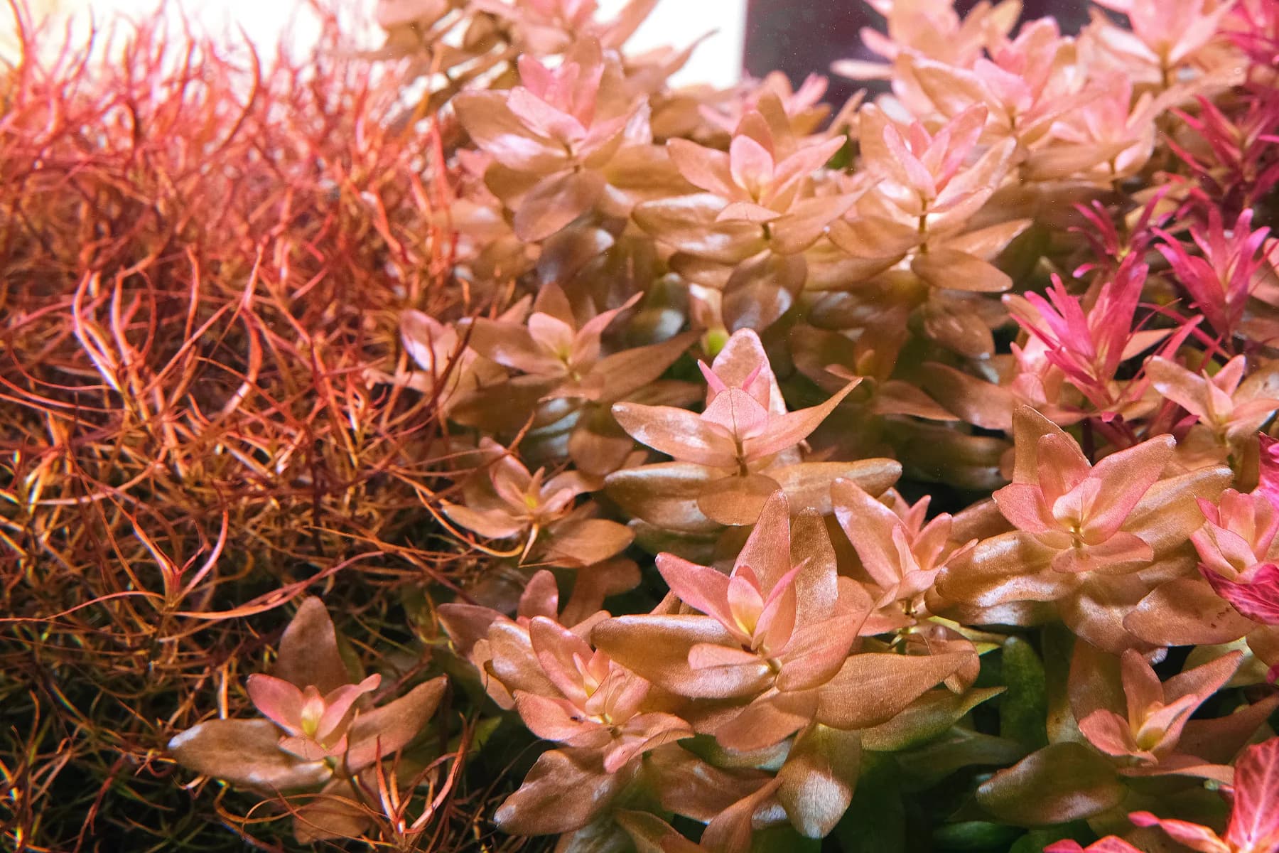 Red Bacopa aquarium plant