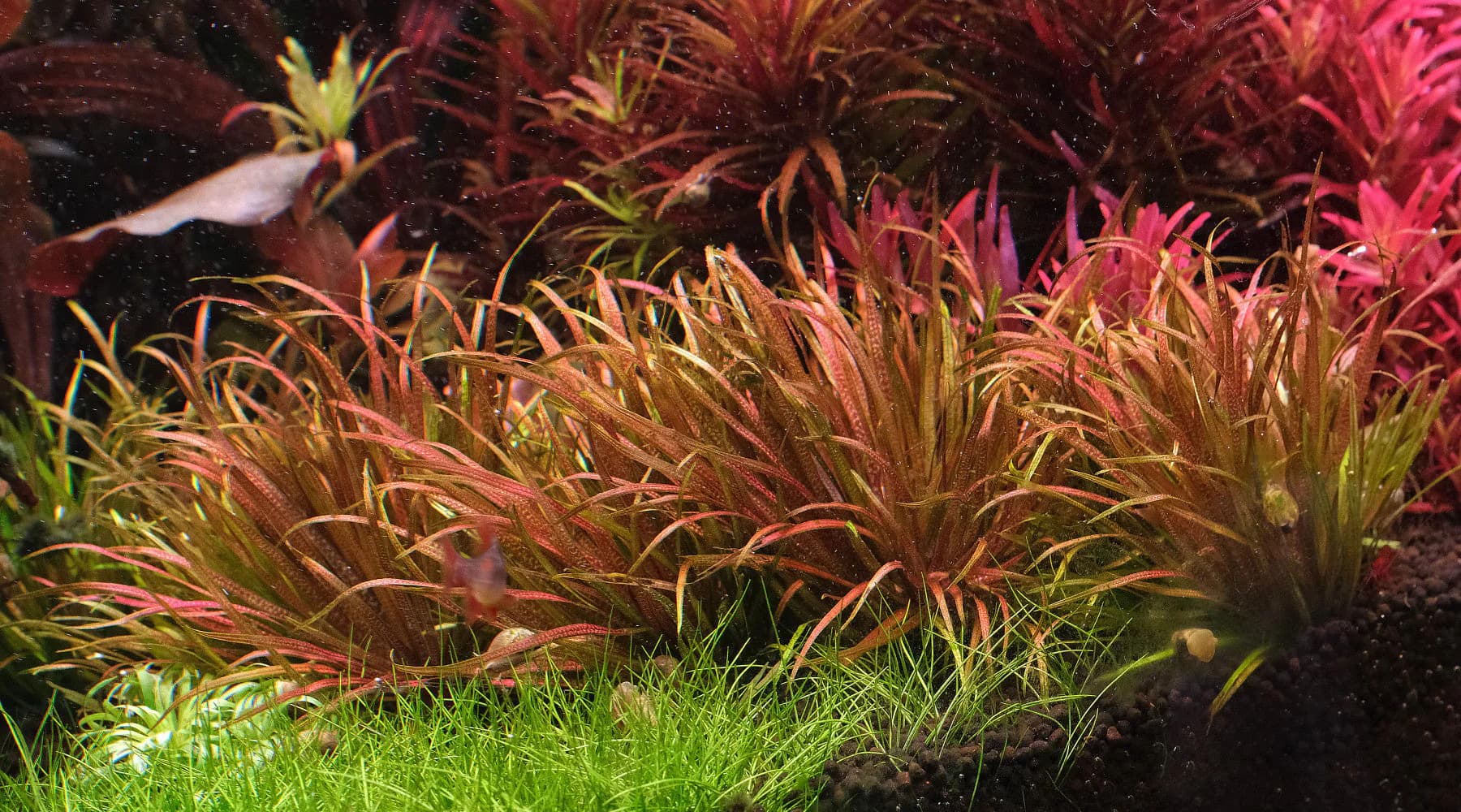 Red Blyxa aquarium plant