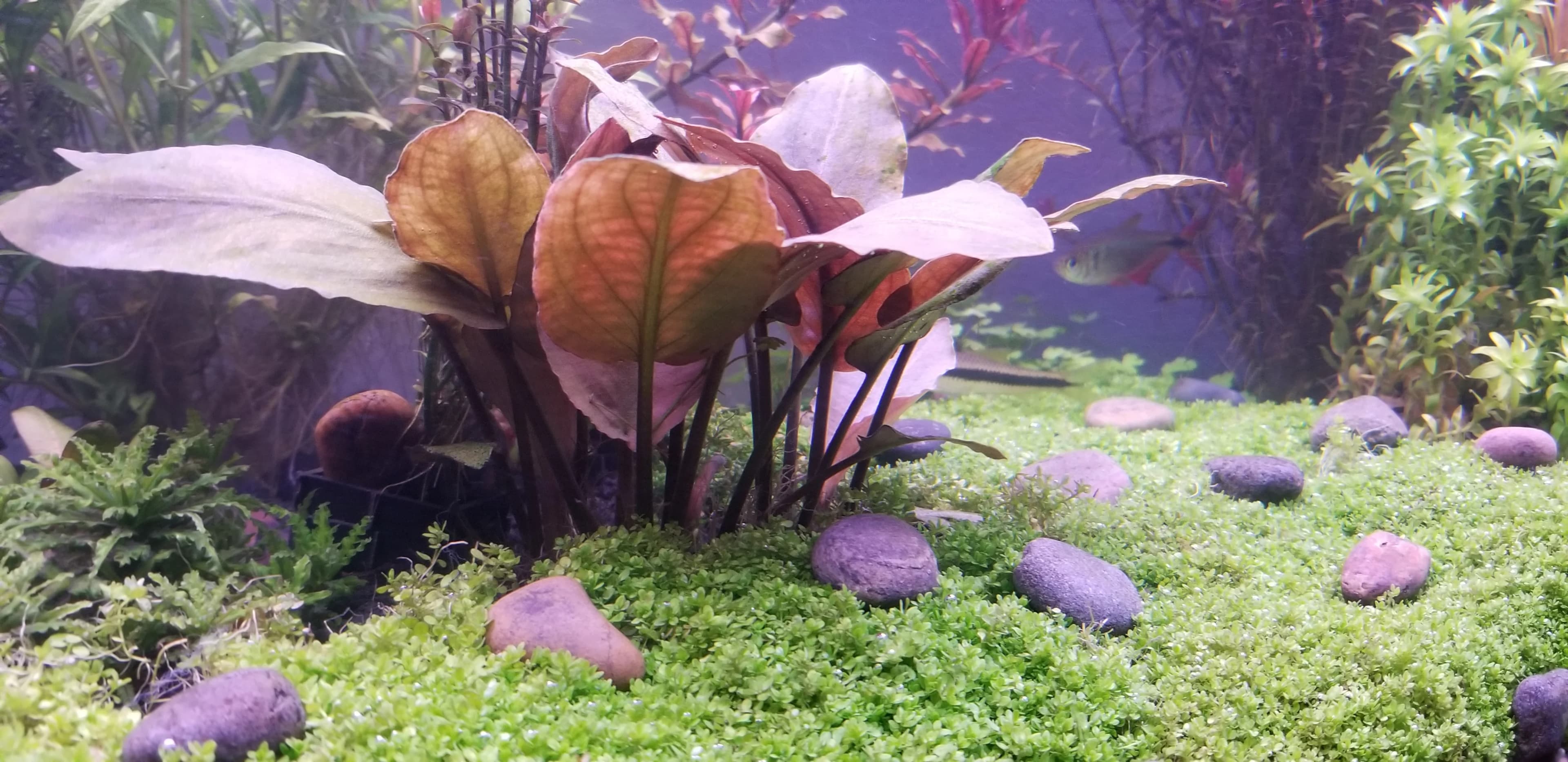 Red Lagenandra aquarium plant