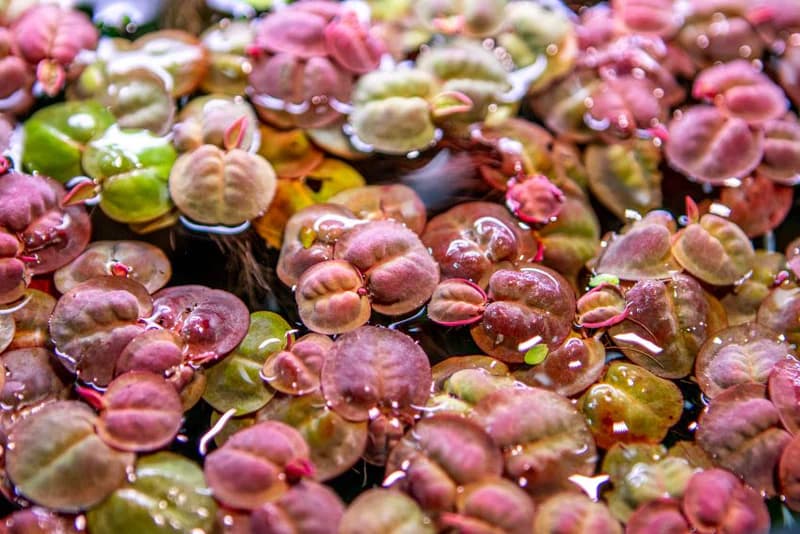 Red Root Floaters aquarium plant