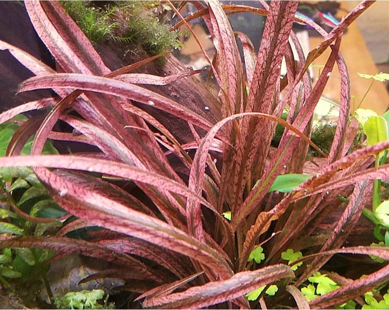 Red Tiger Crypt aquarium plant