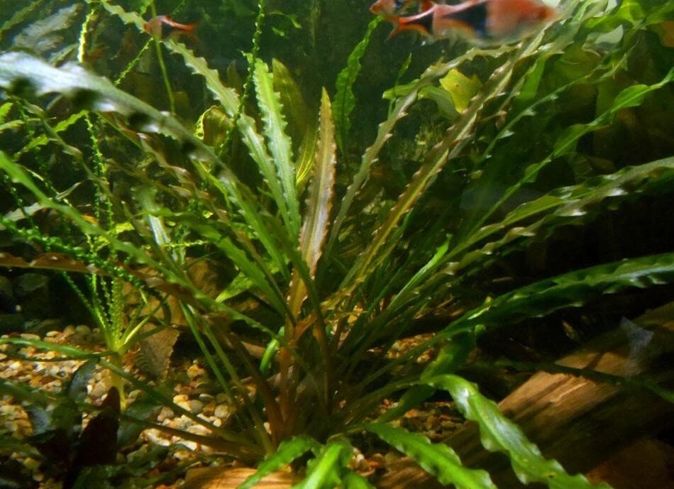 Retrospiralis Crypt aquarium plant