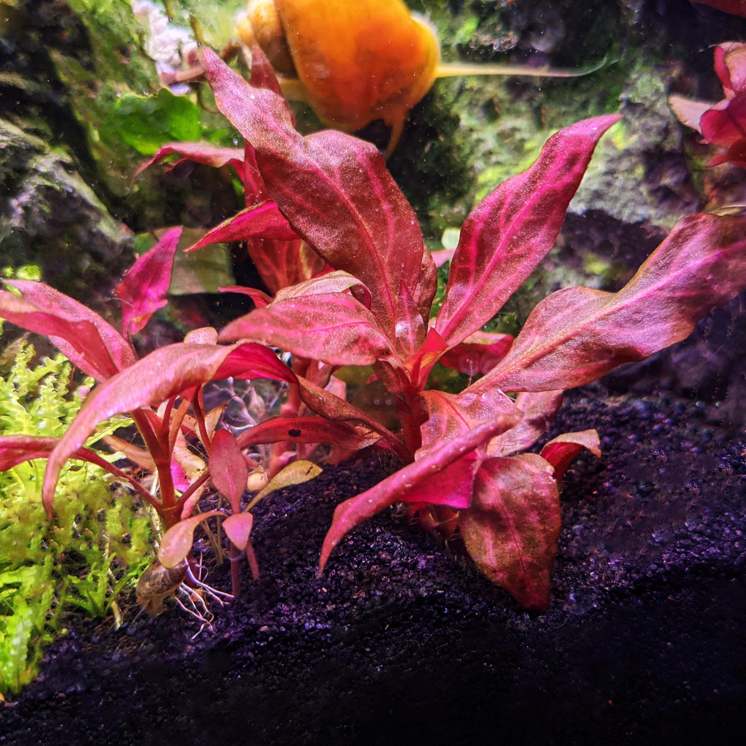 Rosanervig AR aquarium plant
