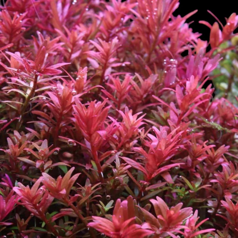 Rotala Blood Red aquarium plant