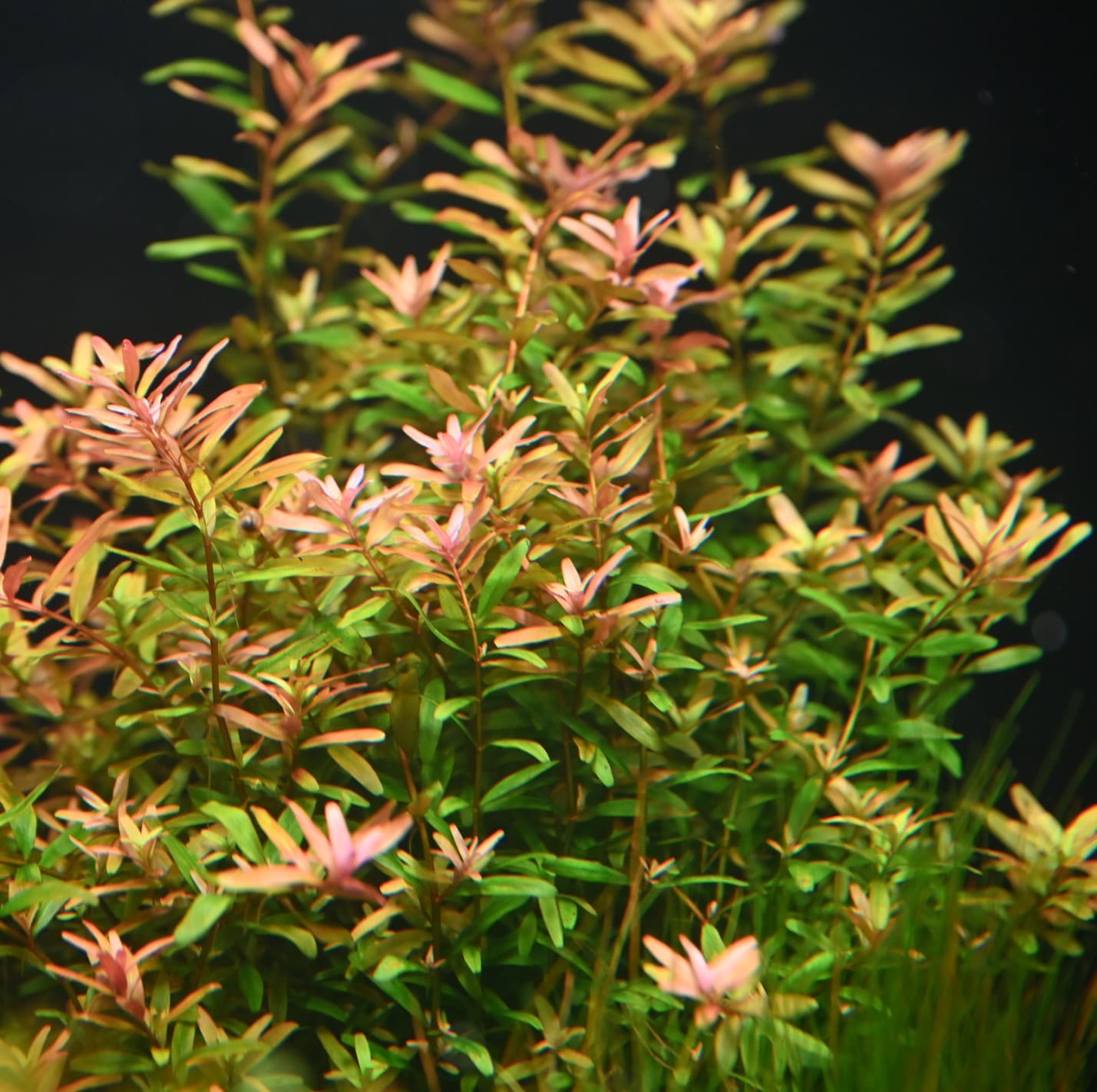 Rotala Ceylon aquarium plant