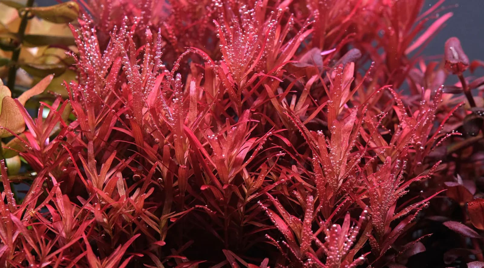 Rotala Rotundifolia aquarium plant