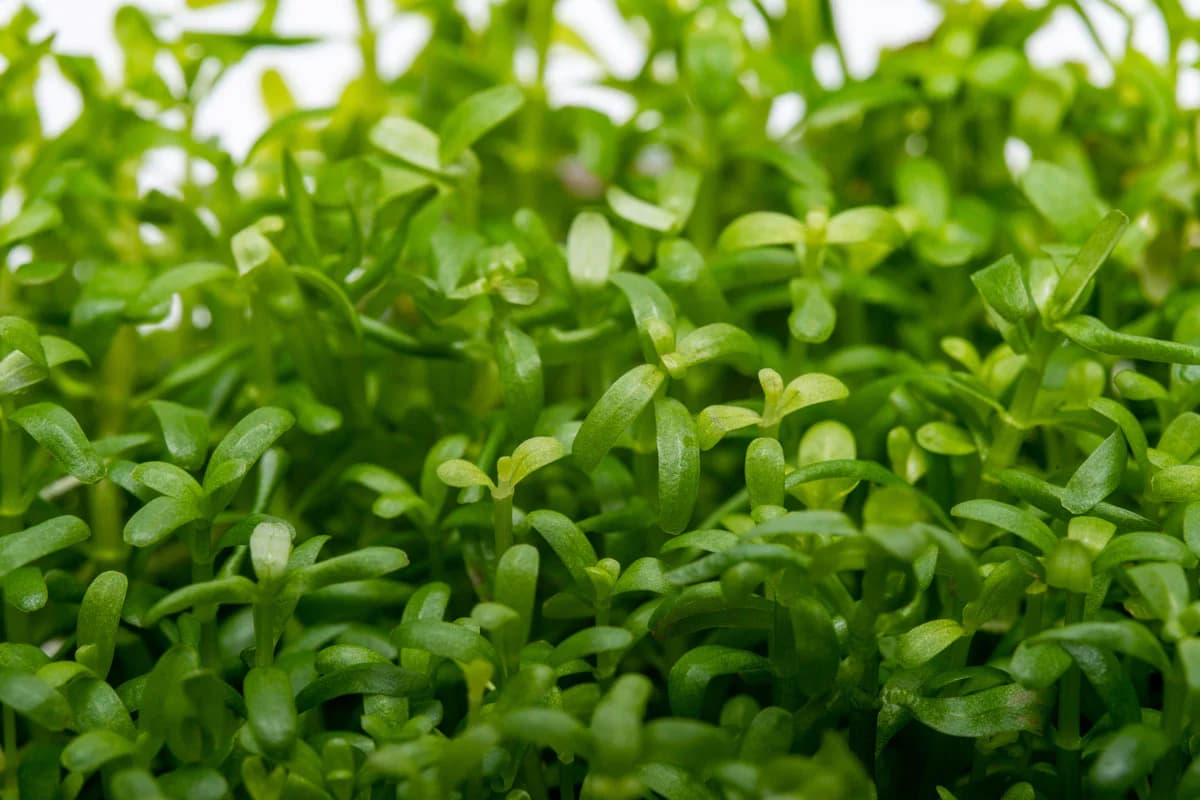 Rotala Wayanad aquarium plant