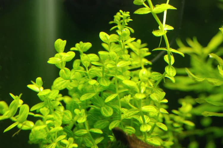 Roundleaf Lindernia aquarium plant