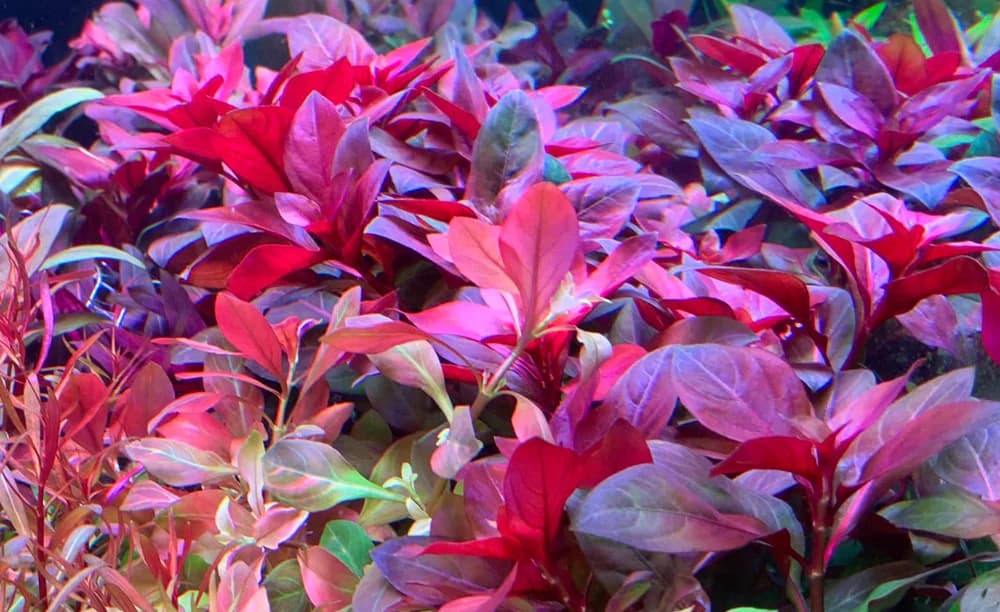 Rubin Ludwigia aquarium plant