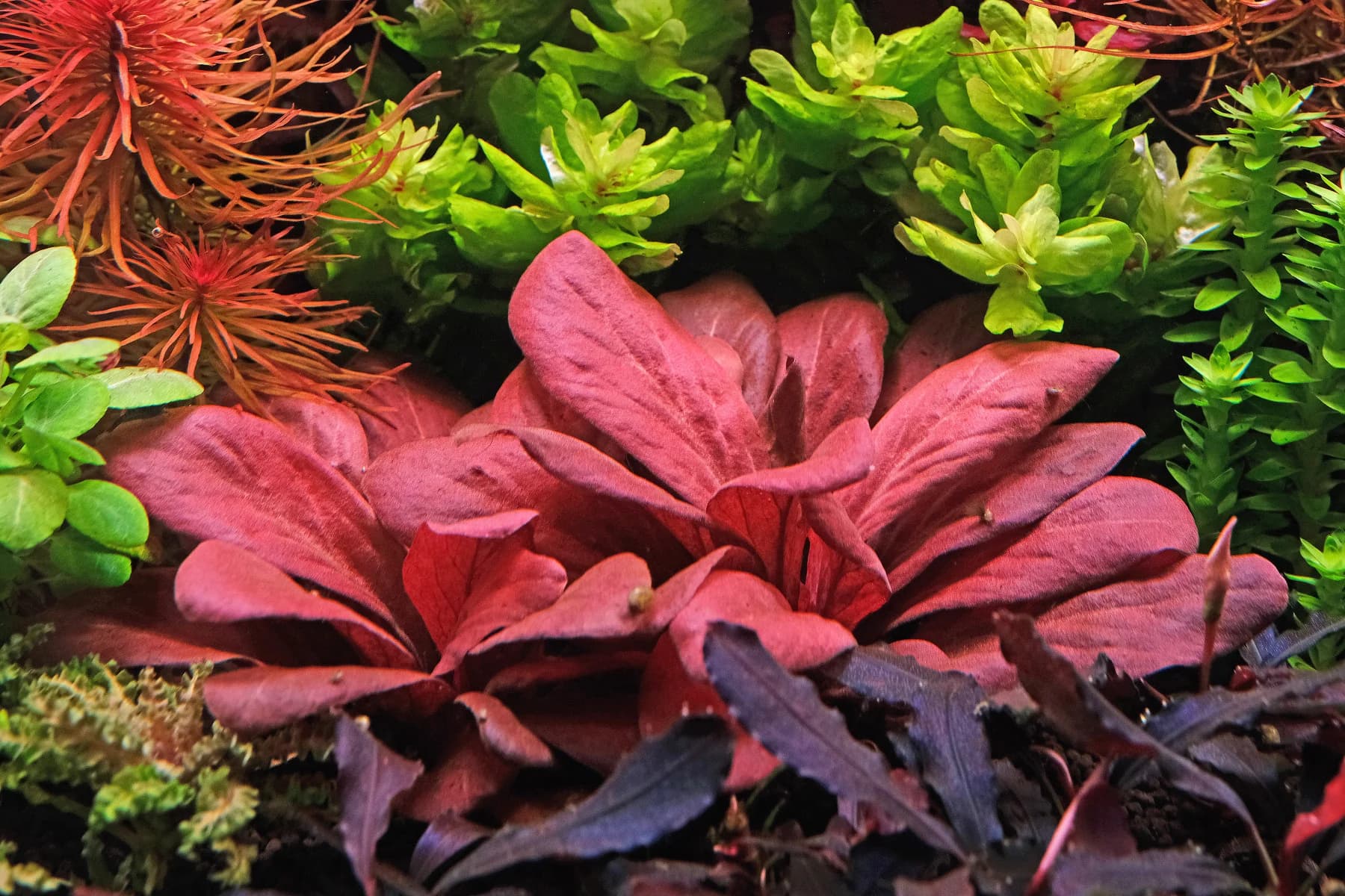 Samolus Red aquarium plant
