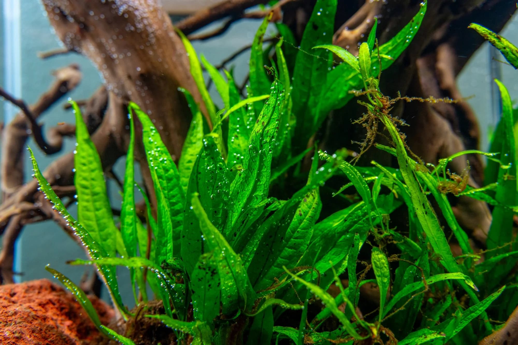 Soft Leaf Java Fern aquarium plant