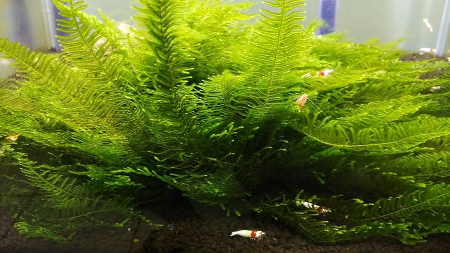 Spiky Moss aquarium plant